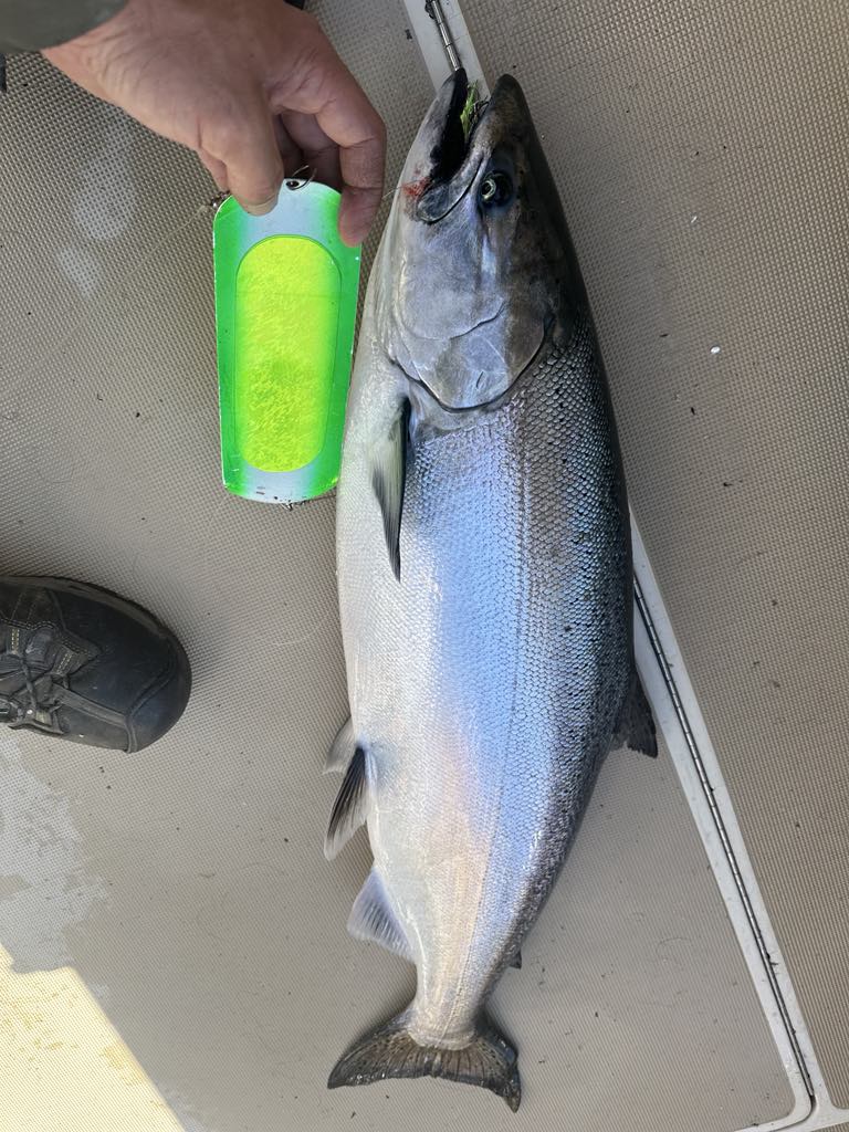 Pretty Girl 8" Dodger