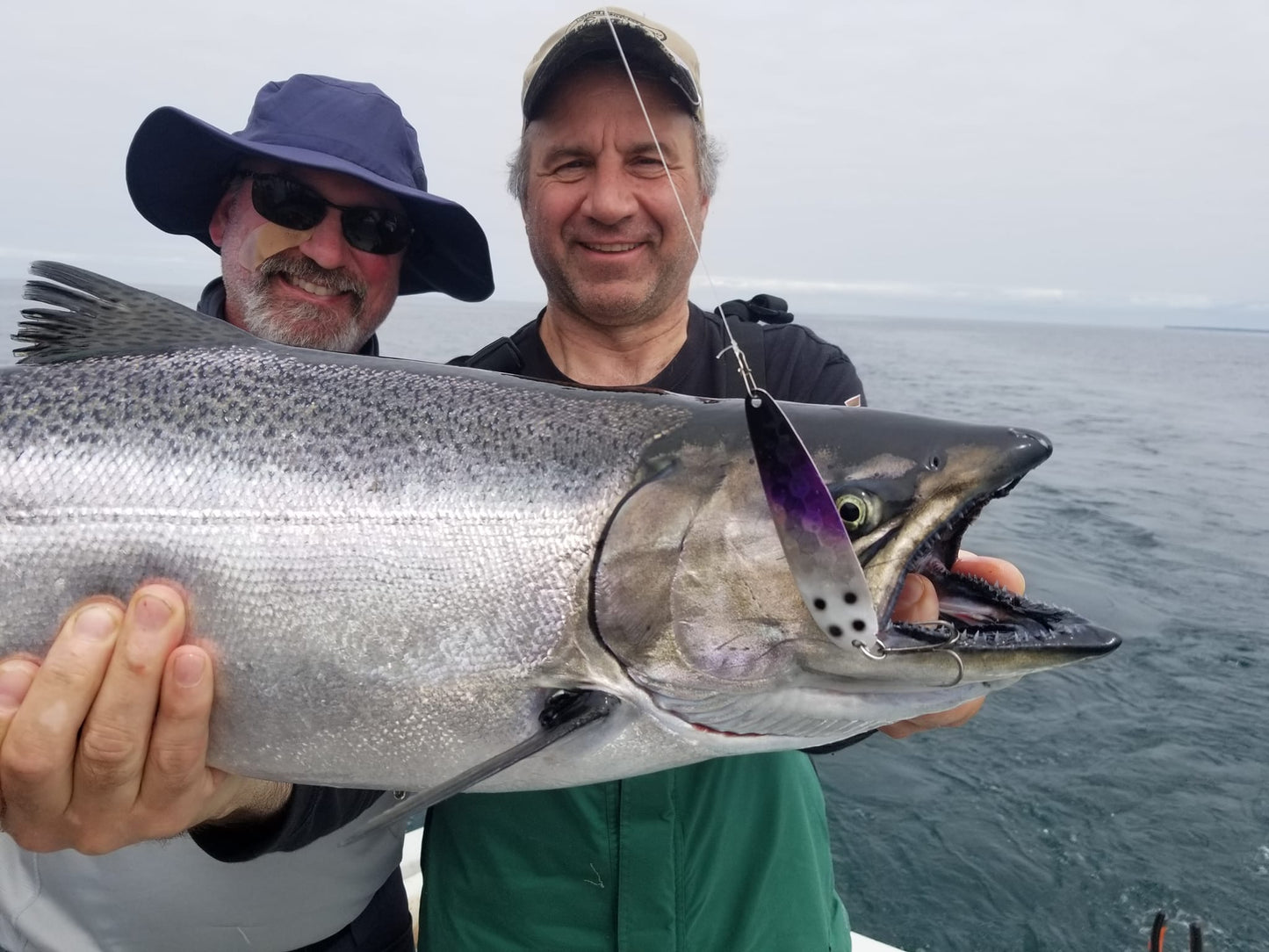 Purple Dalmation (4.5")