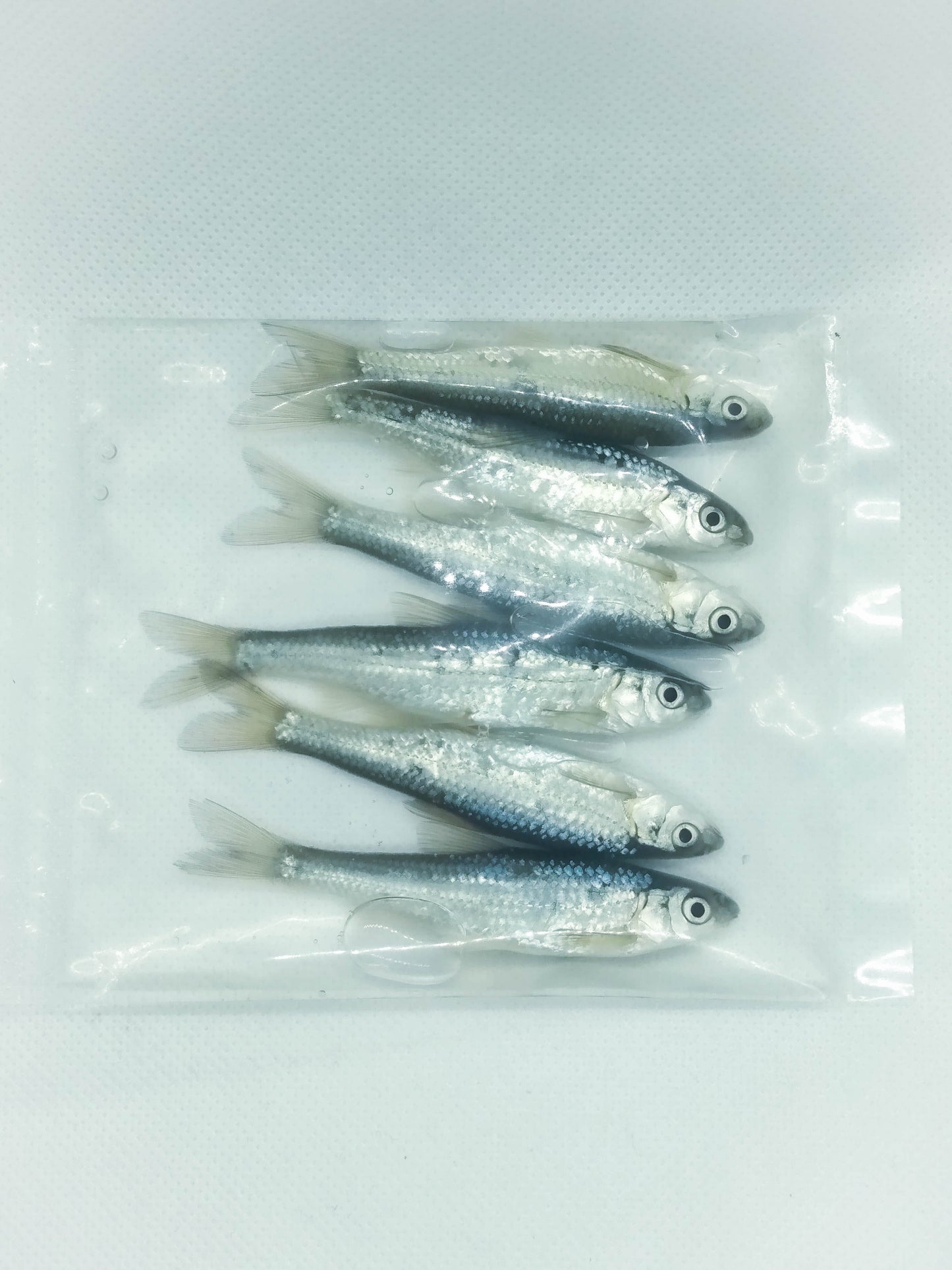 Preserved Eastern Silvery Minnows (3 - 3.5") 6ct