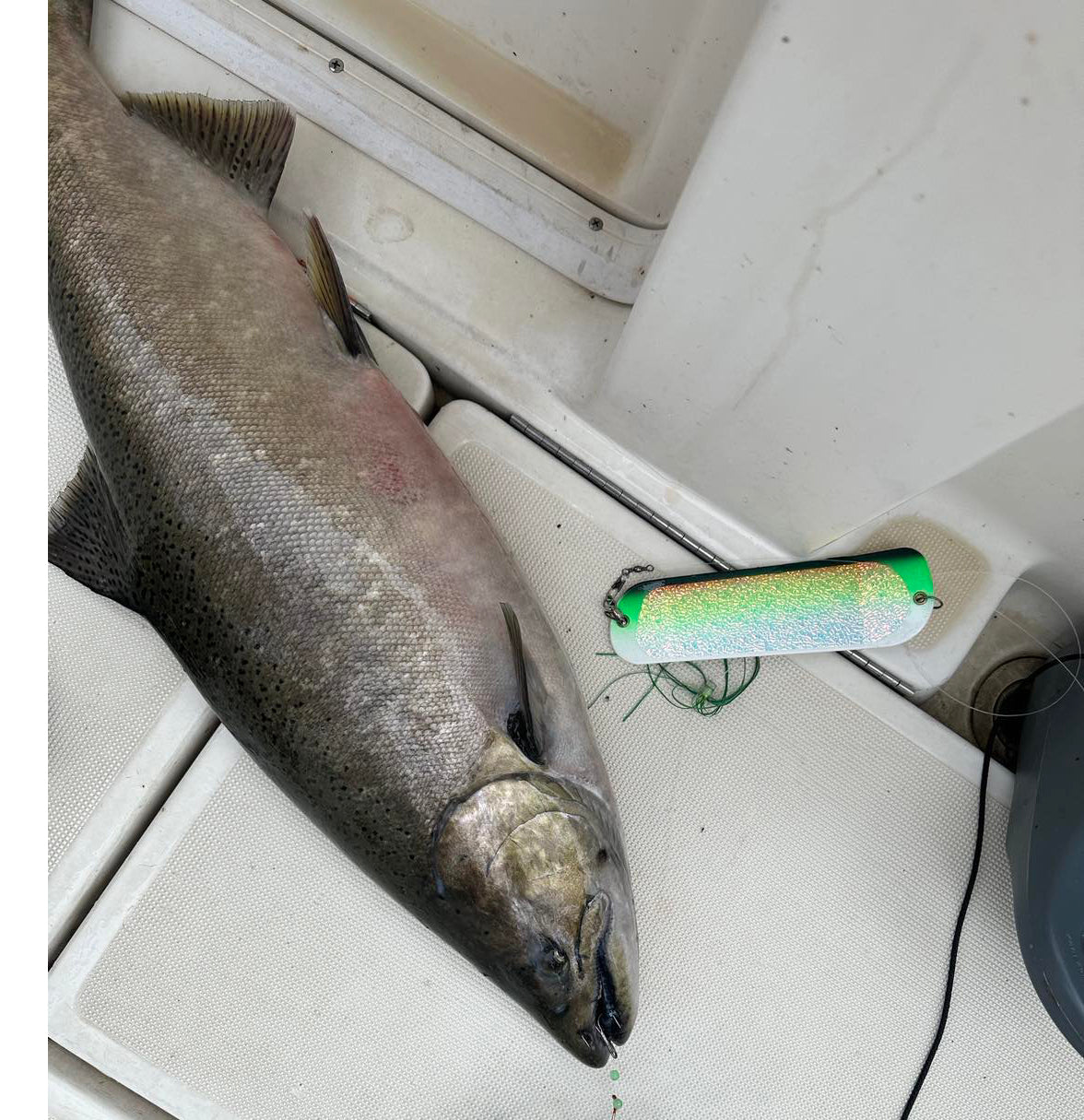 Confused Carlson 8" Paddle