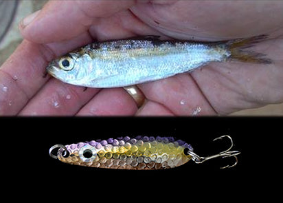 Juvenile Alewife UV (#60 Size) – Northeast Troller, LLC