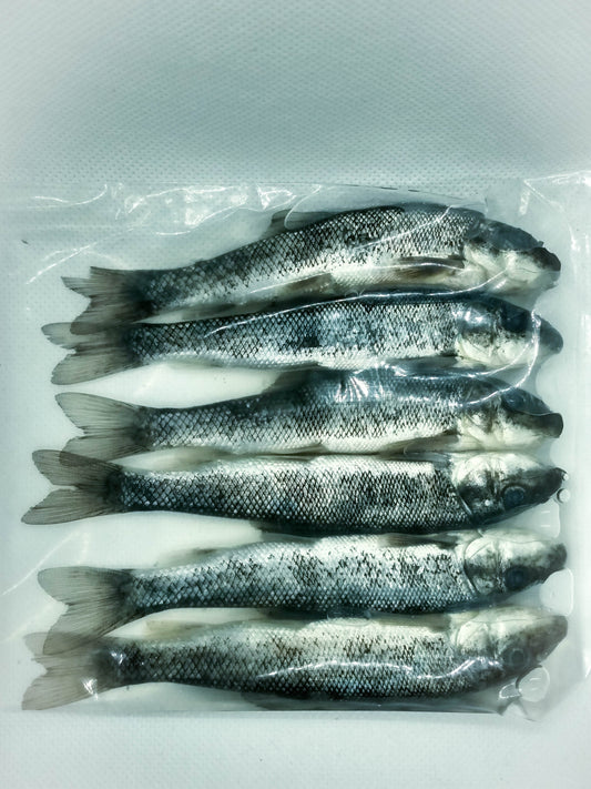 Preserved Suckers (4-5") 6ct