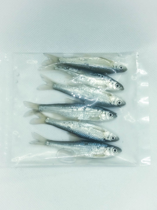 Preserved Eastern Silvery Minnows (3 - 3.5") 6ct