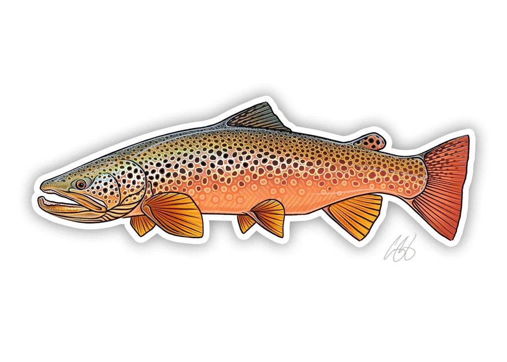 Brown Trout - Autumn -  Casey Underwood