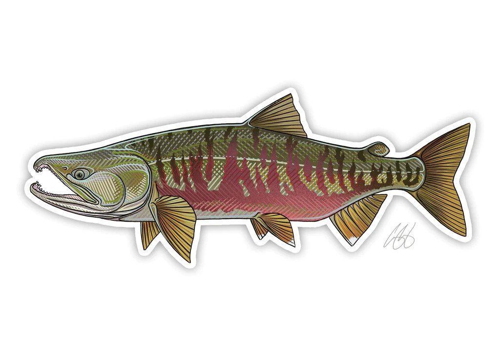 Chum Salmon - Casey Underwood