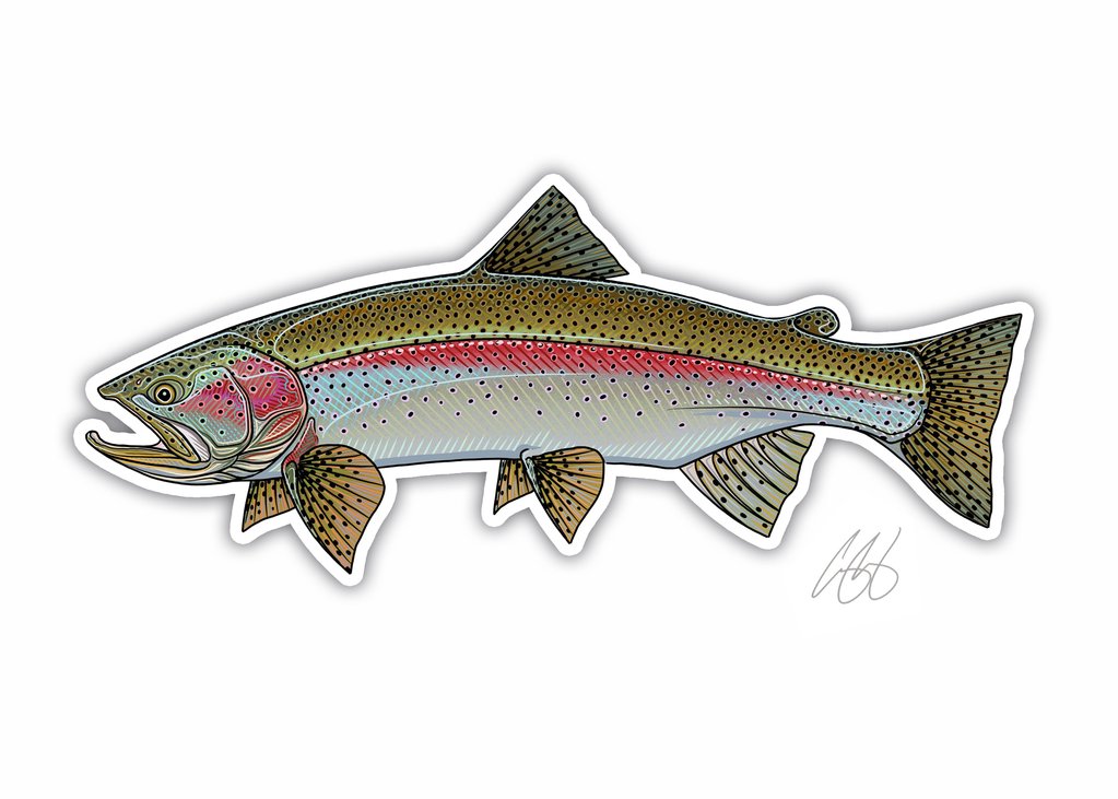 Rainbow Trout - Chrome - Casey Underwood